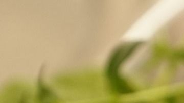 El tomillo posee poderes esotéricos de protección.