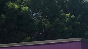 Varias patrullas de policía se han acercado al lugar del tiroteo.