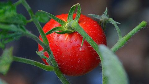 huerto de vegetales