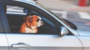 Tus mascotas corren peligro si conduces con ellas sueltas en el interior del automóvil