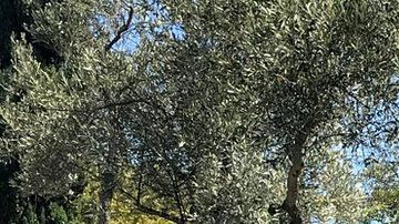 114197448_7c79635f-750d-476d-842d-ab8b715c605c