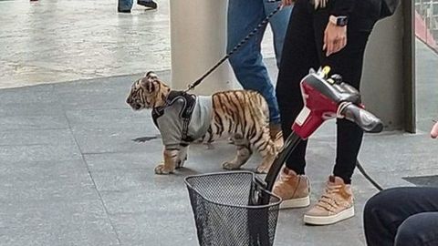 El cachorro de tigre fue visto en el centro comercial Antara, en el noroeste de Ciudad de México.