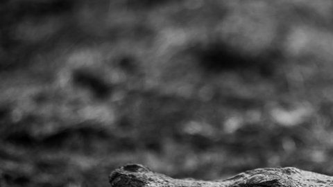 114305799_pantanal11