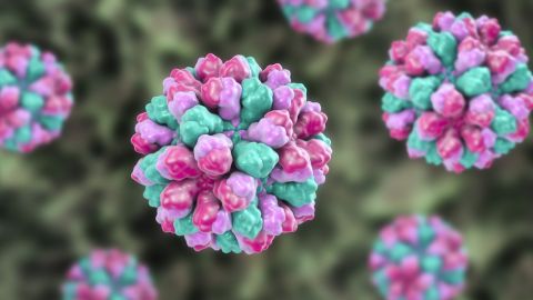 Los virus no son tan malos como creemos. Esta es una ilustración de un norovirus.
