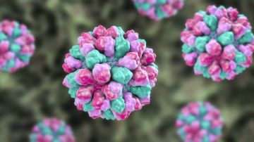 Los virus no son tan malos como creemos. Esta es una ilustración de un norovirus.