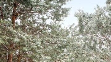 Silverado Realtree 2021