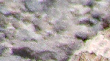 Serpiente de cascabel.