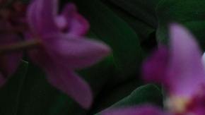 Los aguacates pudieron haberse extinguido, pero resistieron y esperaron a la llegada del Homo sapiens.