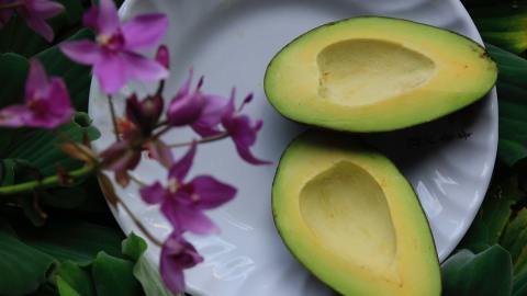 Los aguacates pudieron haberse extinguido, pero resistieron y esperaron a la llegada del Homo sapiens.