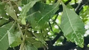 Ernestina Hernández