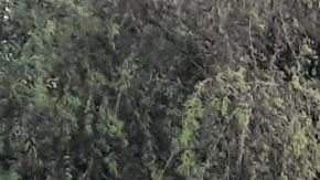 FOTO: Sicarios del narco se enfrentan a balazos y 5 de ellos quedan muertos