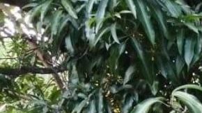 FOTOS: Decomisan 3 trocas monstruo y destructivo arsenal del CJNG