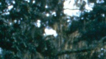 Coree Woltering emuló a Forrest Gump corriendo por una parte de EE.UU.