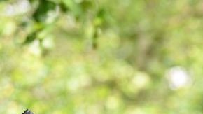 Colón le abrió el camino a los colonizadores.