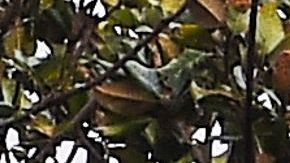 Huracán Sally Florida