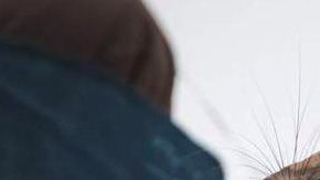 Esta rata es capaz de detectar minas antipersona.