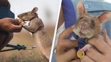 Esta rata es capaz de detectar minas antipersona.