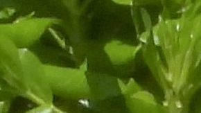 Vanessa Huppenkothen