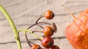 La quinoa es un buen sustituto del arroz; aporta proteína completa y fibra.