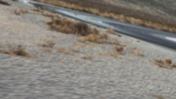 Ford Mustang Shelby.