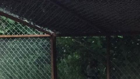 Tigre de narco Familia Michoacana