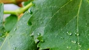 De acuerdo con los científicos, esta sustancia química, llamada PCC1, se asocia con cualidades para mejorar el rendimiento físico y combatir enfermedades crónicas como el cáncer.