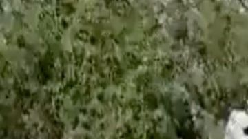 VIDEO: Hallan cuerpos de 2 jovencitas quemadas en tierras del Chapo Guzmán