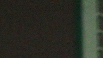 Los médicos de la UF utilizaron arneses para asegurar el traslado del caimán bautizado como Bob.