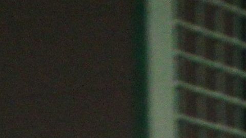 Los médicos de la UF utilizaron arneses para asegurar el traslado del caimán bautizado como Bob.