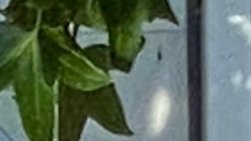 Scott Stringer hace oficial que buscará la alcaldía de Nueva York en 2021. El anuncio lo hizo en el Inwood Hill Park en el Alto Manhattan.