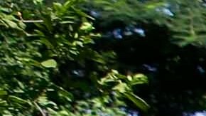 Los huertos caseros son un gran modelo de sostenibilidad.