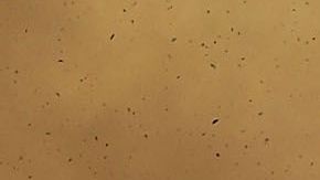 Incendio Amazonas Brazil Brasil