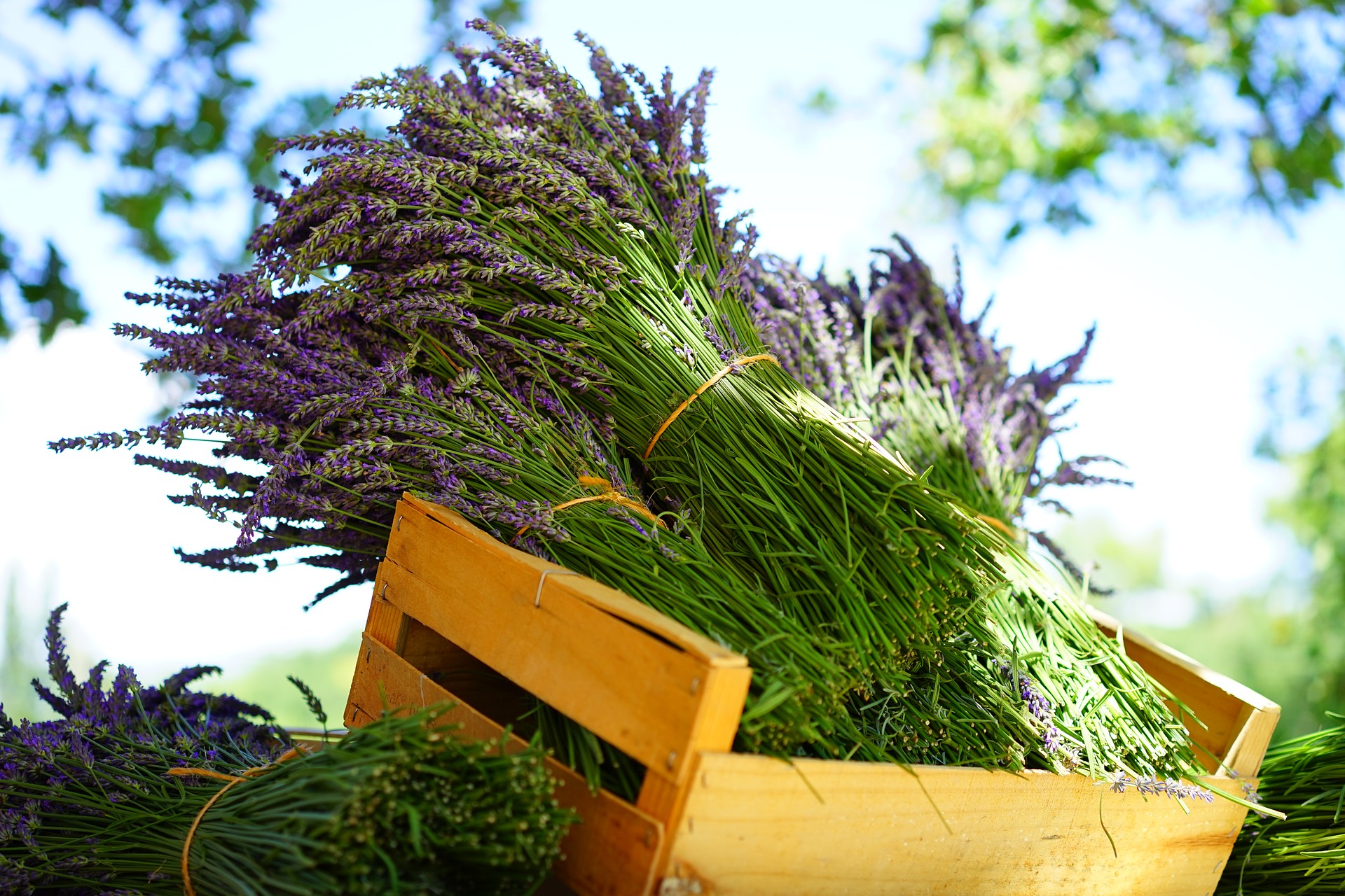 Lavanda.