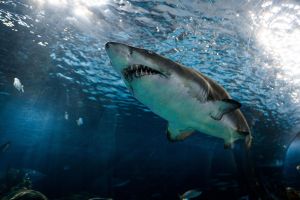 Inmenso tiburón de media tonelada está paseando entre Nueva York y Jersey