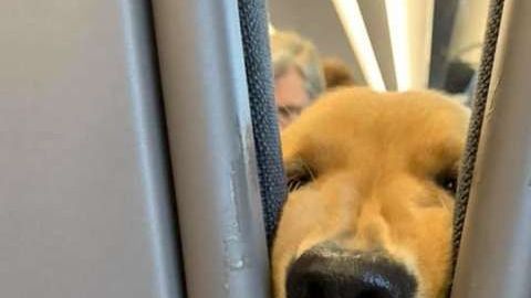 El divertido perrito conquistó a todo el pasaje.