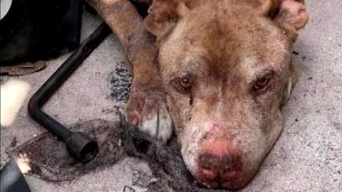 El perro tenía bolsas de aire en el pecho, tenía gusanos cardíacos y una vieja lesión en la cadera que nunca se abordó.