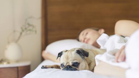 Es necesario tomar diversas medidas antes de hacer uso de un calentador para nuestras mascotas.