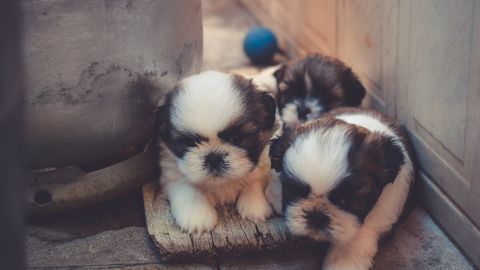 Varias personas los señalan de cortar todo contacto con las personas que les dan los animalitos.
