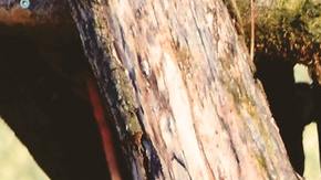 El animal fue visto en calles de Malasia.