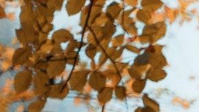 El otoño afecta diferente a cada signo zodiacal.