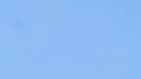 Los perros quisieron darle el último adiós a quien tanto los quiso.