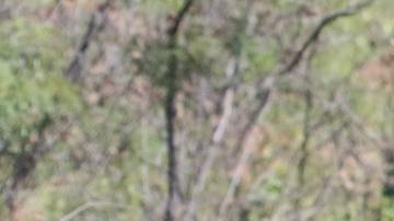 El animal fue retratado por un periodista deportivo indio y su imagen es un modo de alertar sobre el cuidado del medio ambiente.