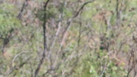 El animal fue retratado por un periodista deportivo indio y su imagen es un modo de alertar sobre el cuidado del medio ambiente.