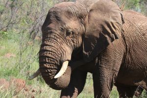 La triste foto de un elefante comiendo basura en la India