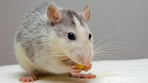 La mujer llegó en estado de ebriedad y le molestó mucho encontrarse con este animal.