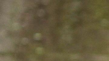 No contaba con la astucia de la tortuga.