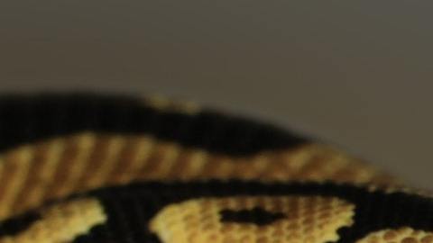 El joven quedó horrorizado al descubrir lo que había en el inodoro.