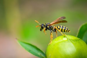 ¿Qué debemos hacer si una avispa pica a nuestra mascota?