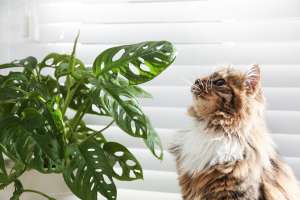 Remedios caseros para que tu gato se aleje de tus plantas