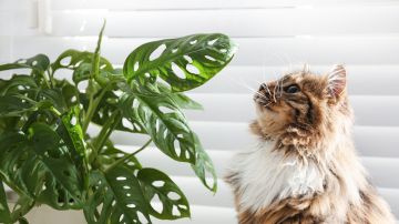 gato planta